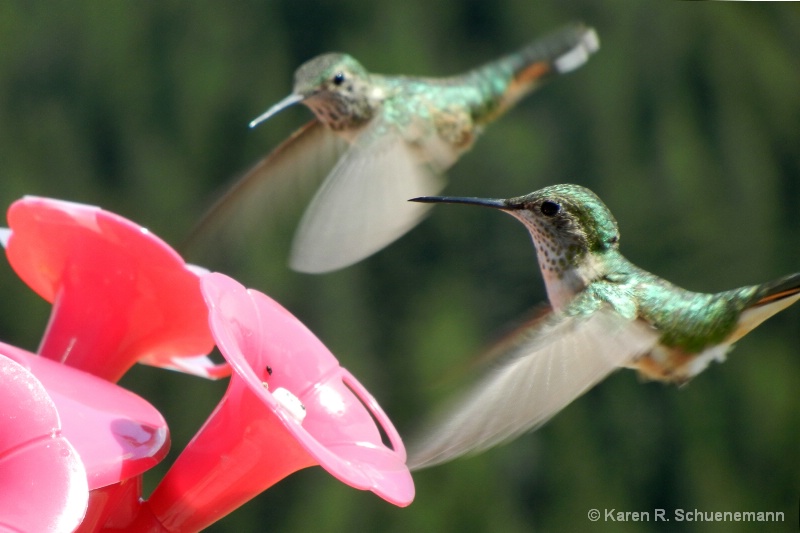 Hummingbirds at Feeder