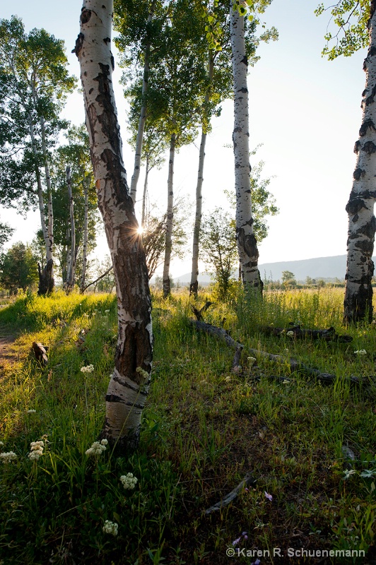 Aspen View