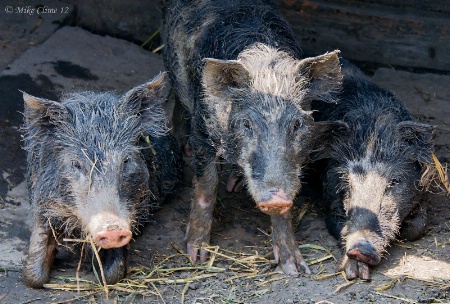 Three Little Pigs