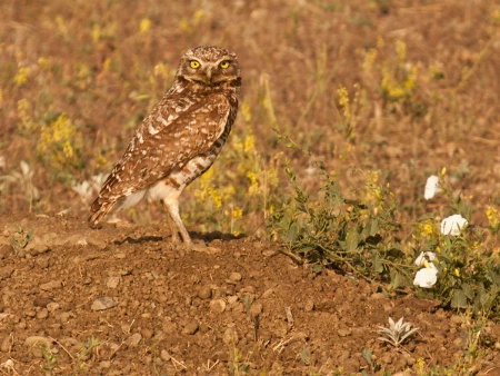 Burrowing owl in S.D. Badlands