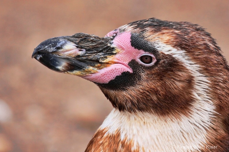 Penguin Portrait