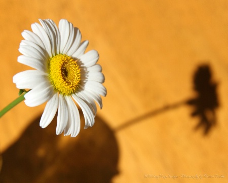 ~Daisy and Her Shadow~