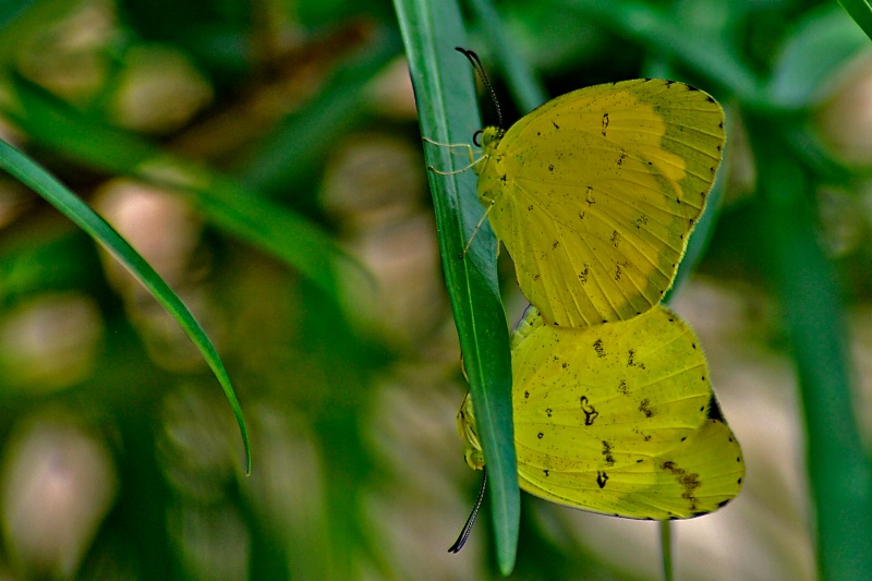 Butterflies