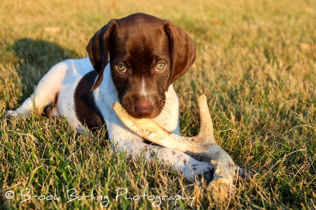 Shed Antler Hunter