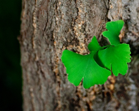 Ginko leaves