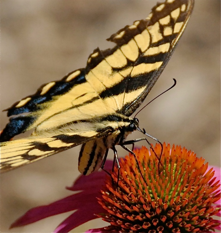 Swallowtail Lunchtime