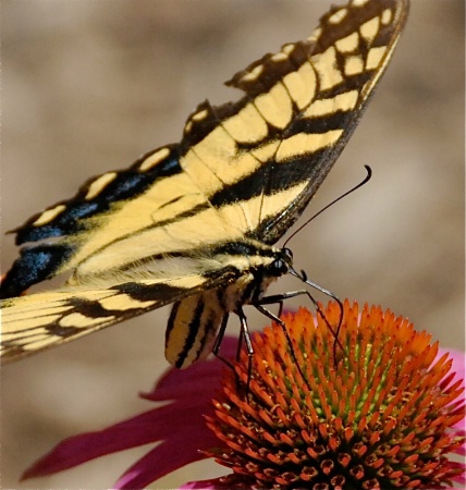 Swallowtail Lunchtime