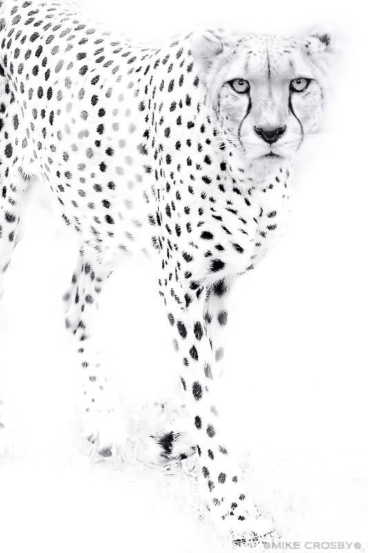 Cheetah in High Key ...
