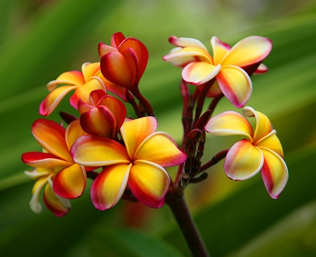 Yellow and Red Plumerias