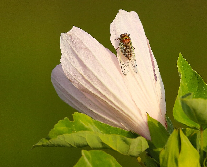 Bug On Flower