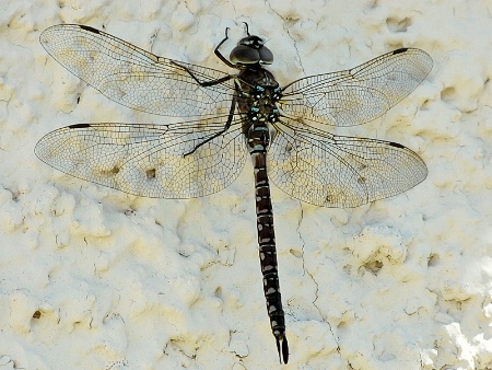 Dragonfly