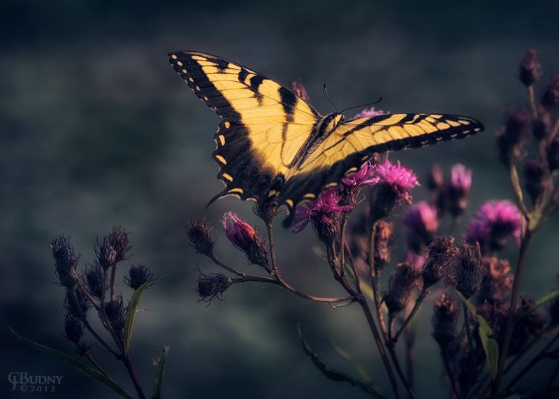 Eastern Tiger Swallowtail