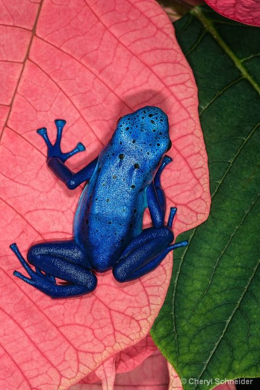 Blue Dart Frog 1102
