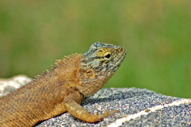 Killers eye view - ID: 13145199 © VISHVAJIT JUIKAR