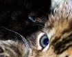 Eye To Eye