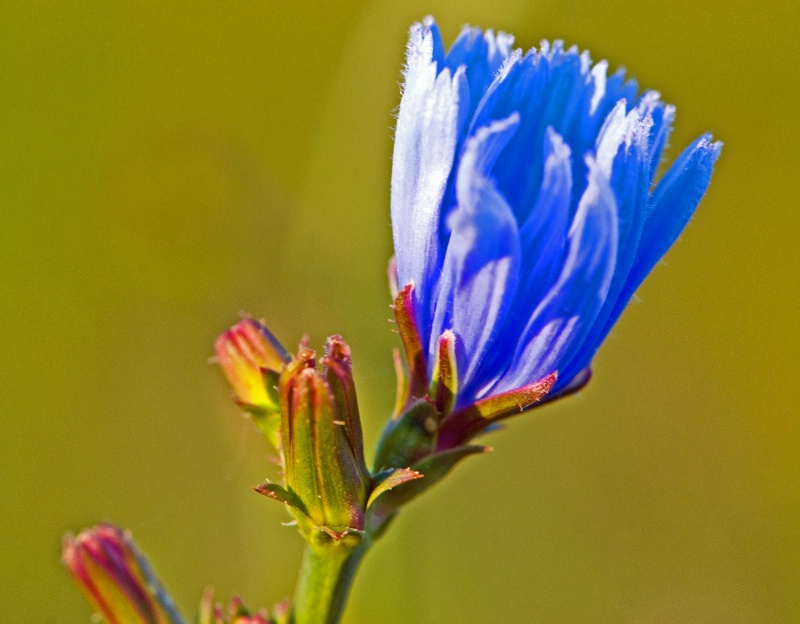 Chicory Blue