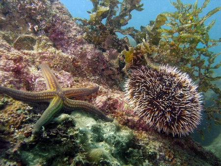 Sea Urchin and Sea Star.