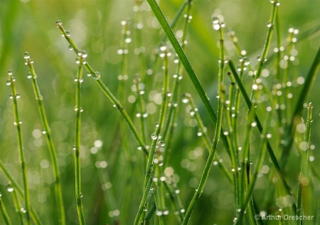 Sparkles in the Grass