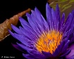 Aglow