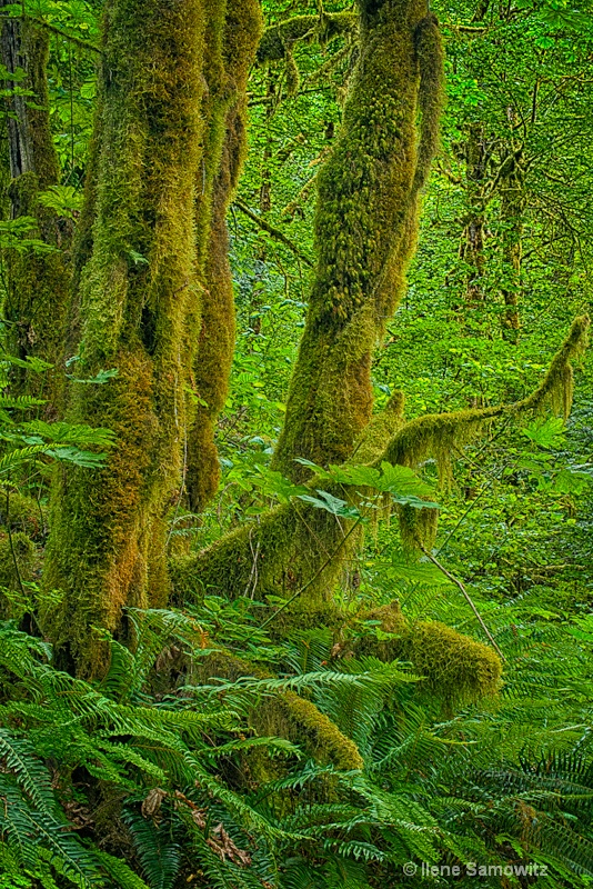 Rain Forest at Eagle Creek WIlderness