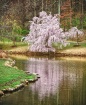 Weeping Cherry Tr...