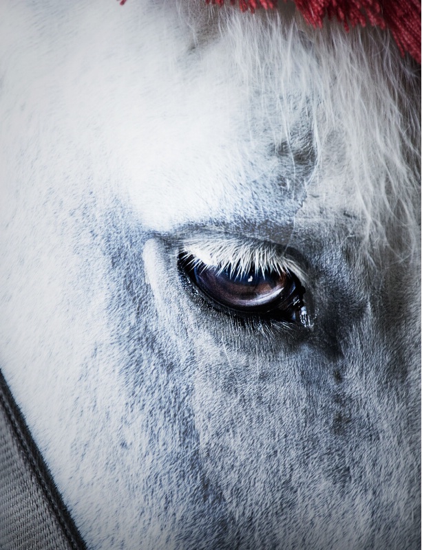 The Eye of a Horse - 