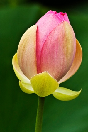 Lotus Bud