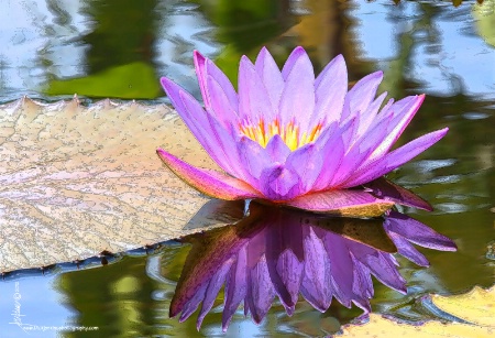 <b>Reflections on a Lily Pond</b>