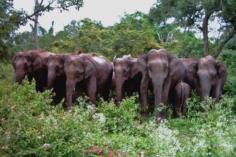 Elephant Family - ID: 13147478 © VISHVAJIT JUIKAR