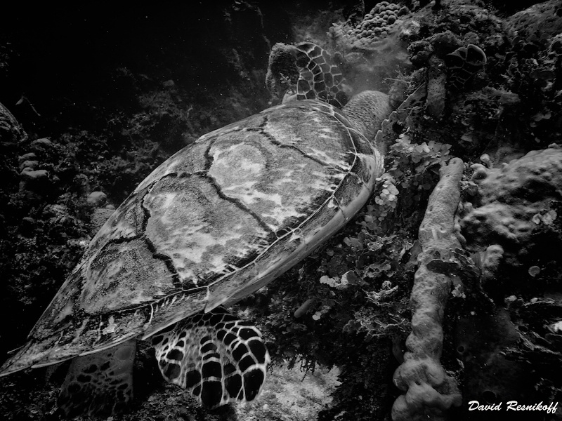 Sea Turtle in BW