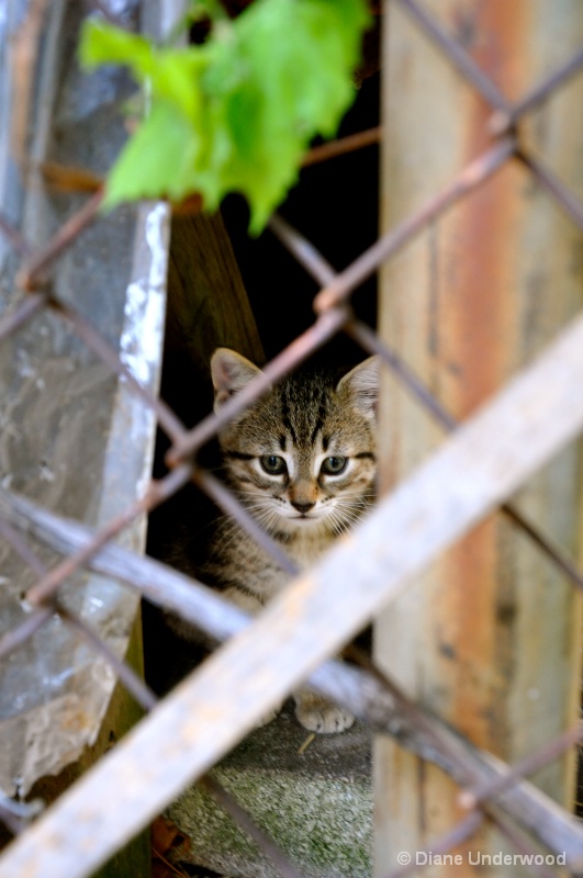 Kitty Shelter