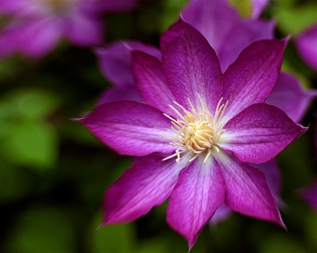 clematis with lensbaby