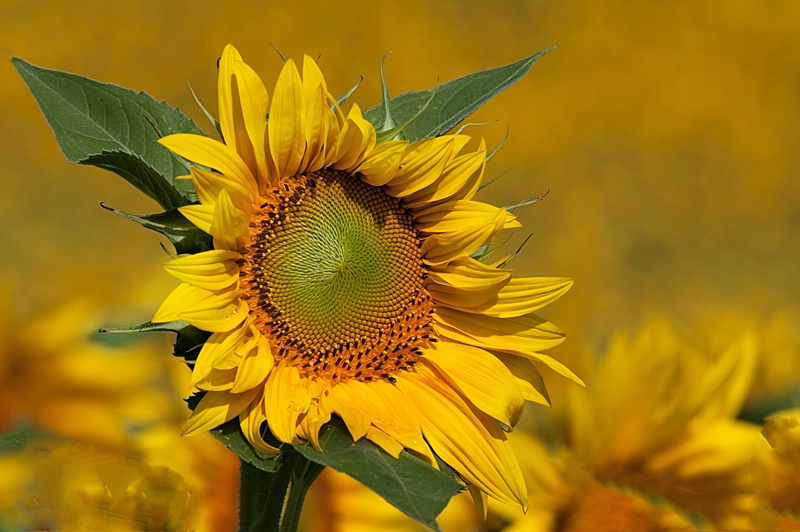 In a Sea of Yellow