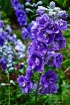 Delphinium