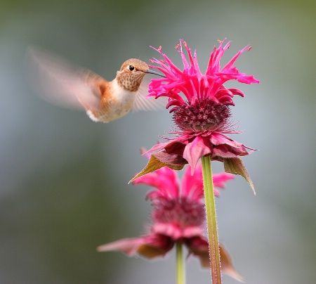 Rufous Hummingbird and Bee Balm