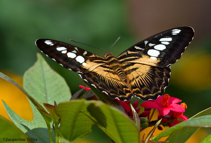 Clipper Butterfly - ID: 13149137 © Jacqueline A. Tilles