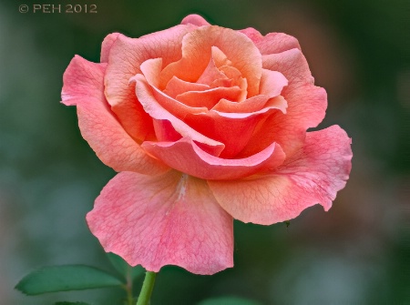 Pink & Orange Hybrid Rose