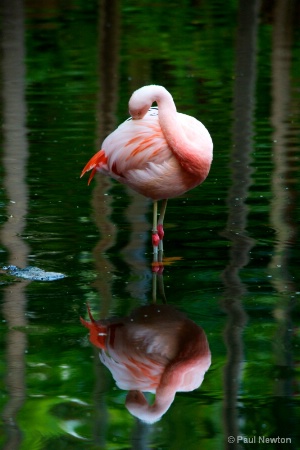 Flamingo Reflection