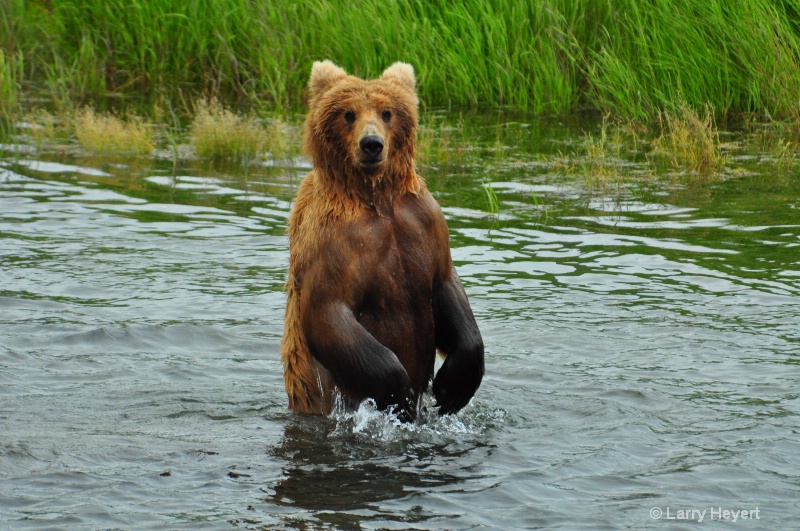 Brown Bear at Katmai National Park Alaska - ID: 13149873 © Larry Heyert