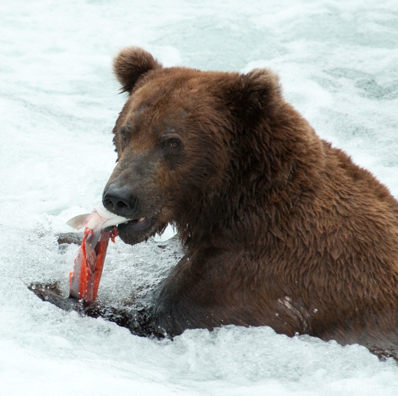 Brown Bear at Katmai National Park Alaska - ID: 13149877 © Larry Heyert