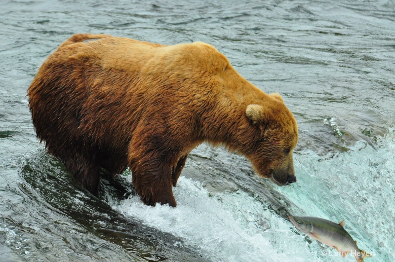 Brown Bear at Katmai National Park Alaska - ID: 13149918 © Larry Heyert