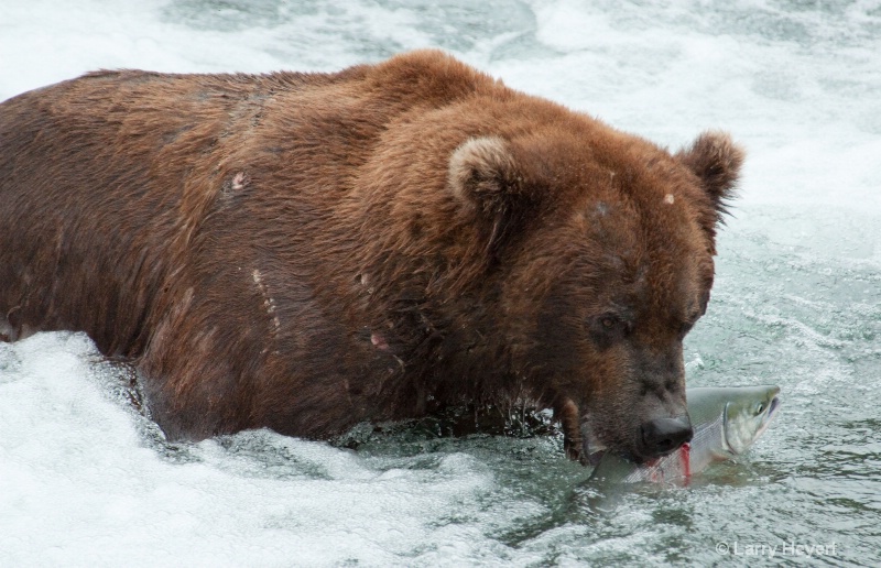 Brown Bear at Katmai National Park Alaska - ID: 13149923 © Larry Heyert