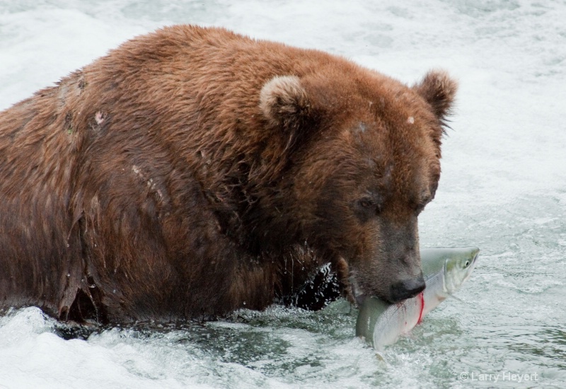 Brown Bear at Katmai National Park Alaska - ID: 13149926 © Larry Heyert