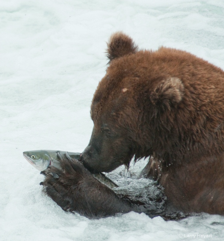 Brown Bear at Katmai National Park Alaska - ID: 13149929 © Larry Heyert