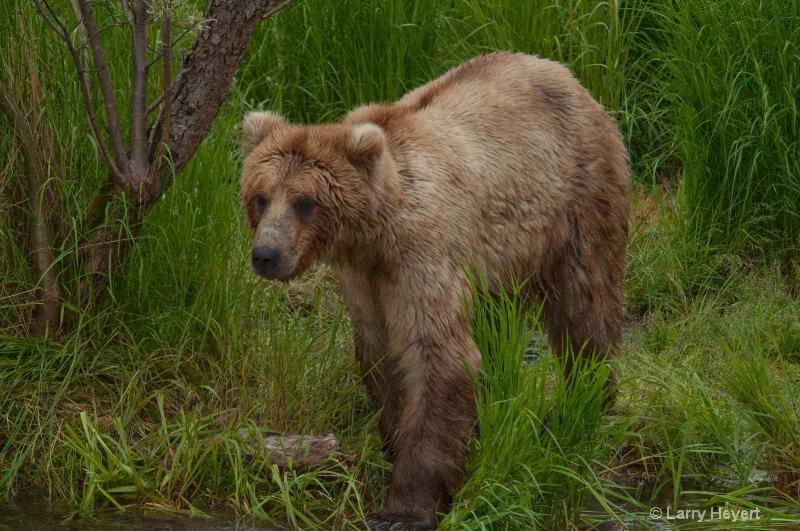 Brown Bear at Katmai National Park Alaska - ID: 13149932 © Larry Heyert