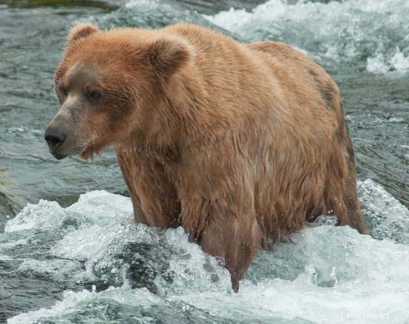 Brown Bear at Katmai National Park Alaska - ID: 13149934 © Larry Heyert