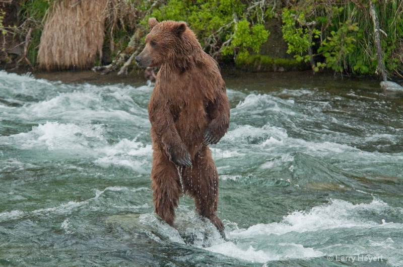 Brown Bear at Katmai National Park Alaska - ID: 13149974 © Larry Heyert