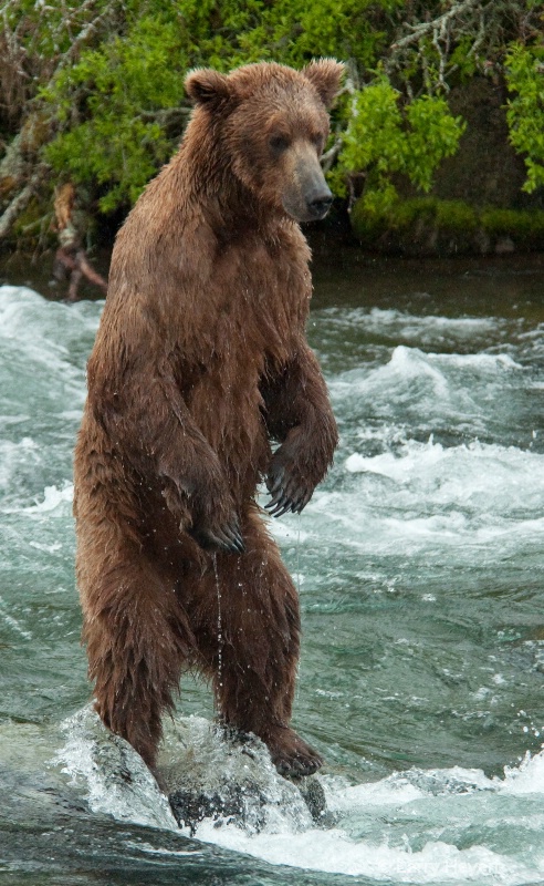 Brown Bear at Katmai National Park Alaska - ID: 13149975 © Larry Heyert