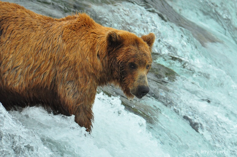 Brown Bear at Katmai National Park Alaska - ID: 13149976 © Larry Heyert