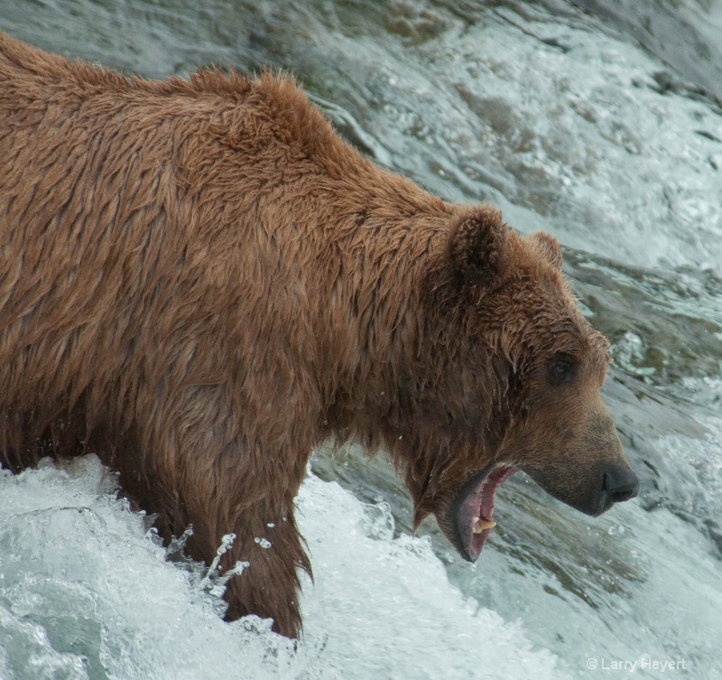 Brown Bear at Katmai National Park Alaska - ID: 13149978 © Larry Heyert